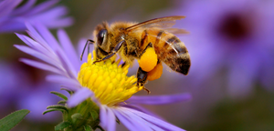 Las abejas, El transporte de vida en los cielos.